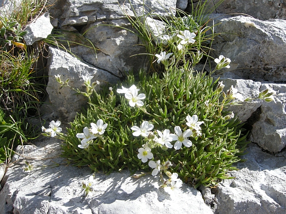 Mcneillia (=Minuartia) graminifolia subsp. rosanoi / Minuartia di Rosano